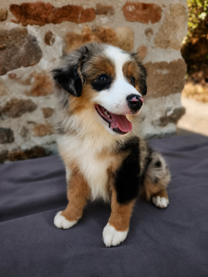 Les chiots de Berger Américain Miniature 