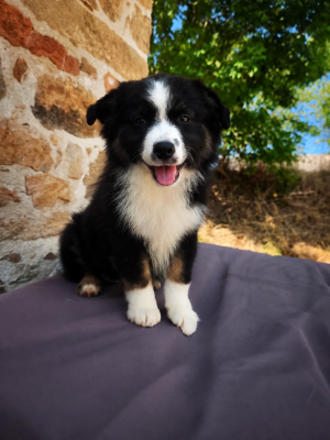 Les chiots de Berger Américain Miniature 