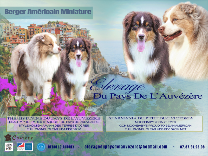 Berger Américain Miniature  - du Pays de l'Auvézère