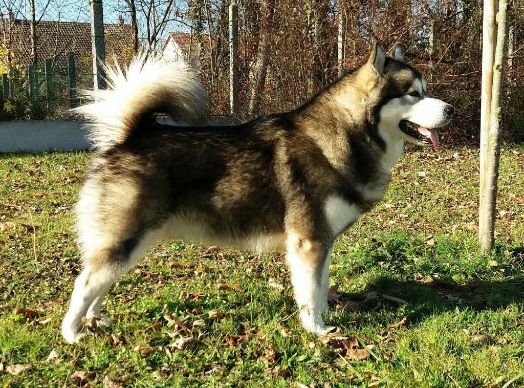 Publication : (Sans Affixe)