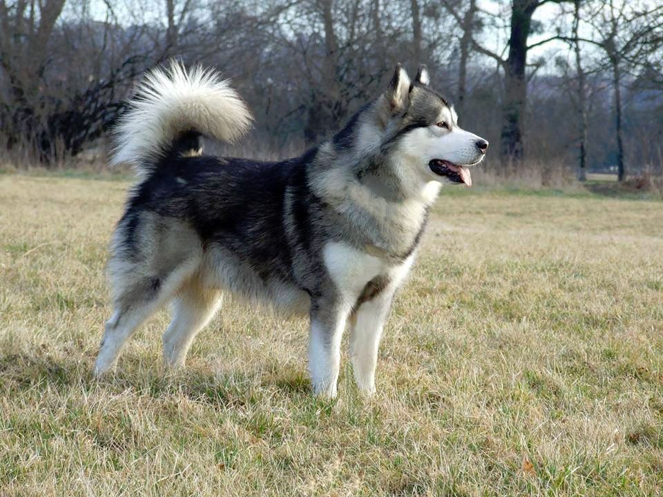 Publication : (Sans Affixe)