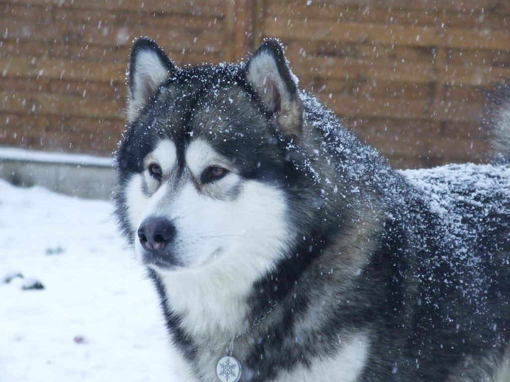 Publication : (Sans Affixe)