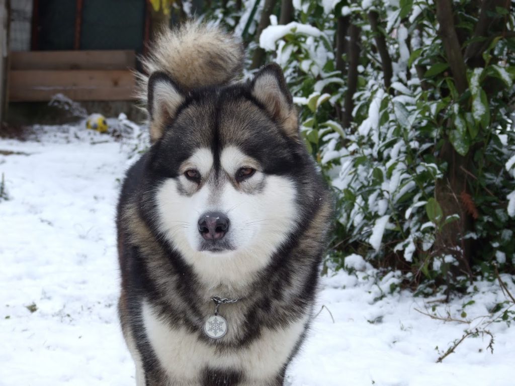 Publication : (Sans Affixe)