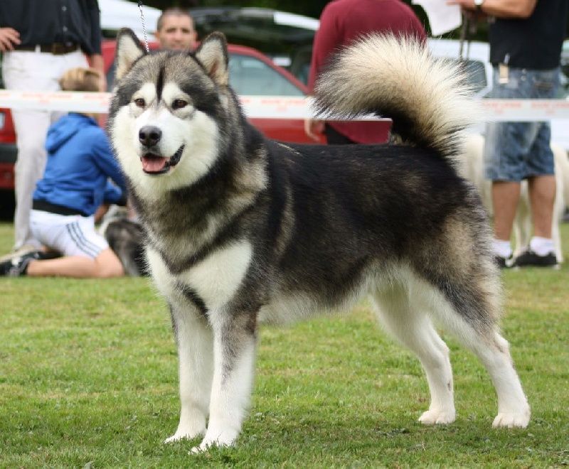 Publication : (Sans Affixe)