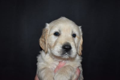 CHIOT 7 - Golden Retriever