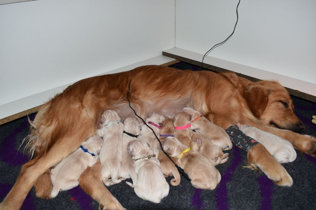Golden Retriever