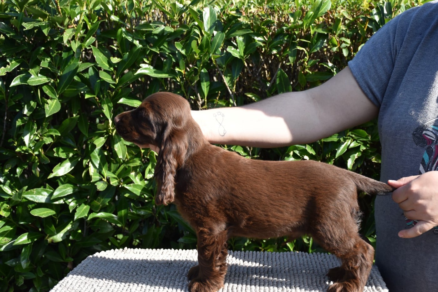 Andrew Du Domaine Des Rêves Bleus