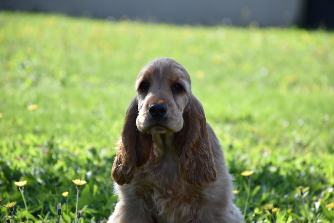 Ayrton d amour Du Domaine Des Rêves Bleus