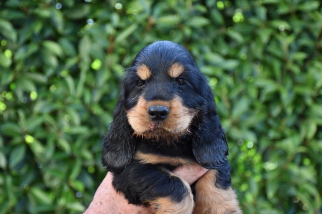 Publication : Du Domaine Des Rêves Bleus