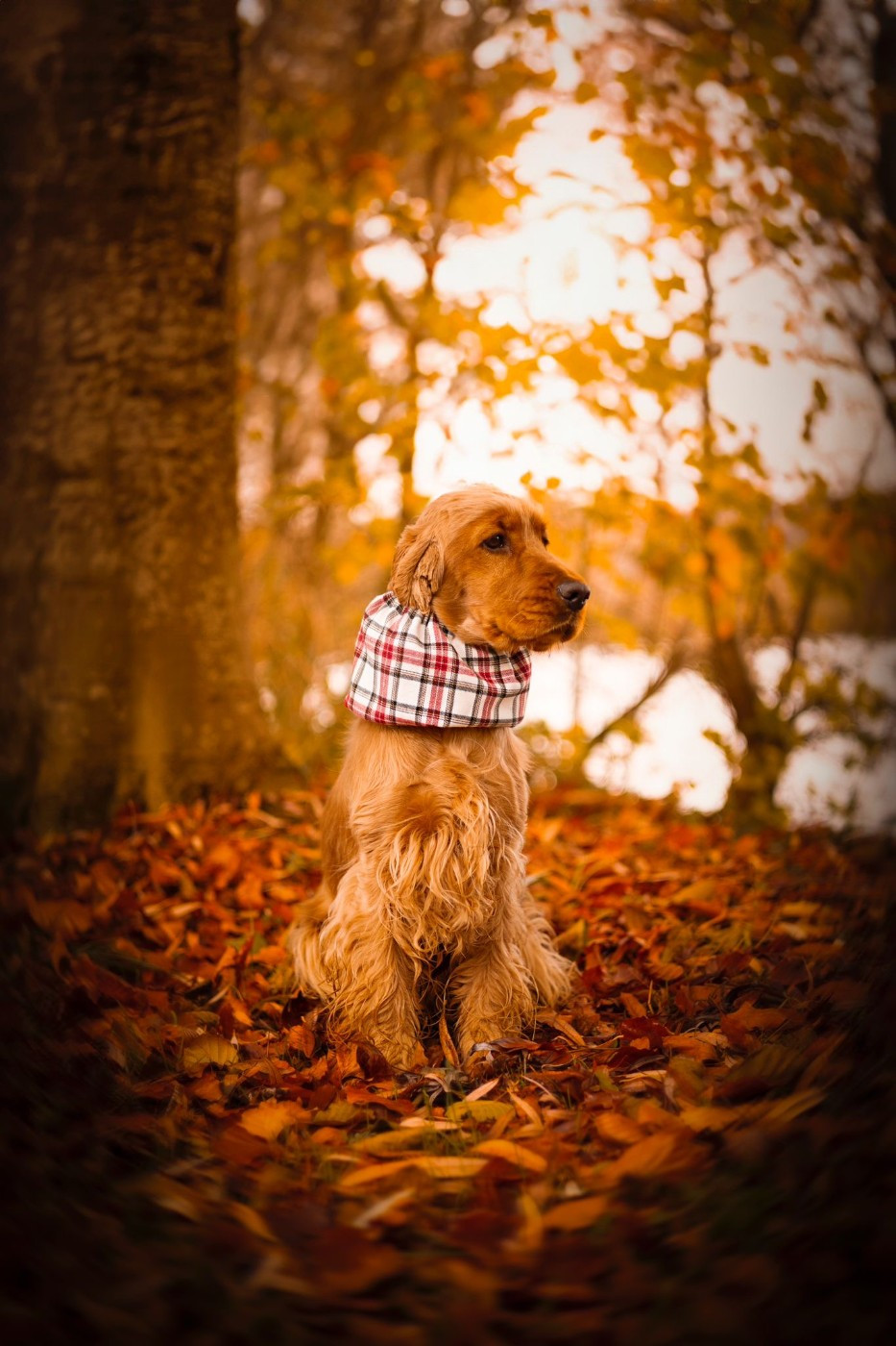 Vermeille Sublime Du Domaine Des Rêves Bleus