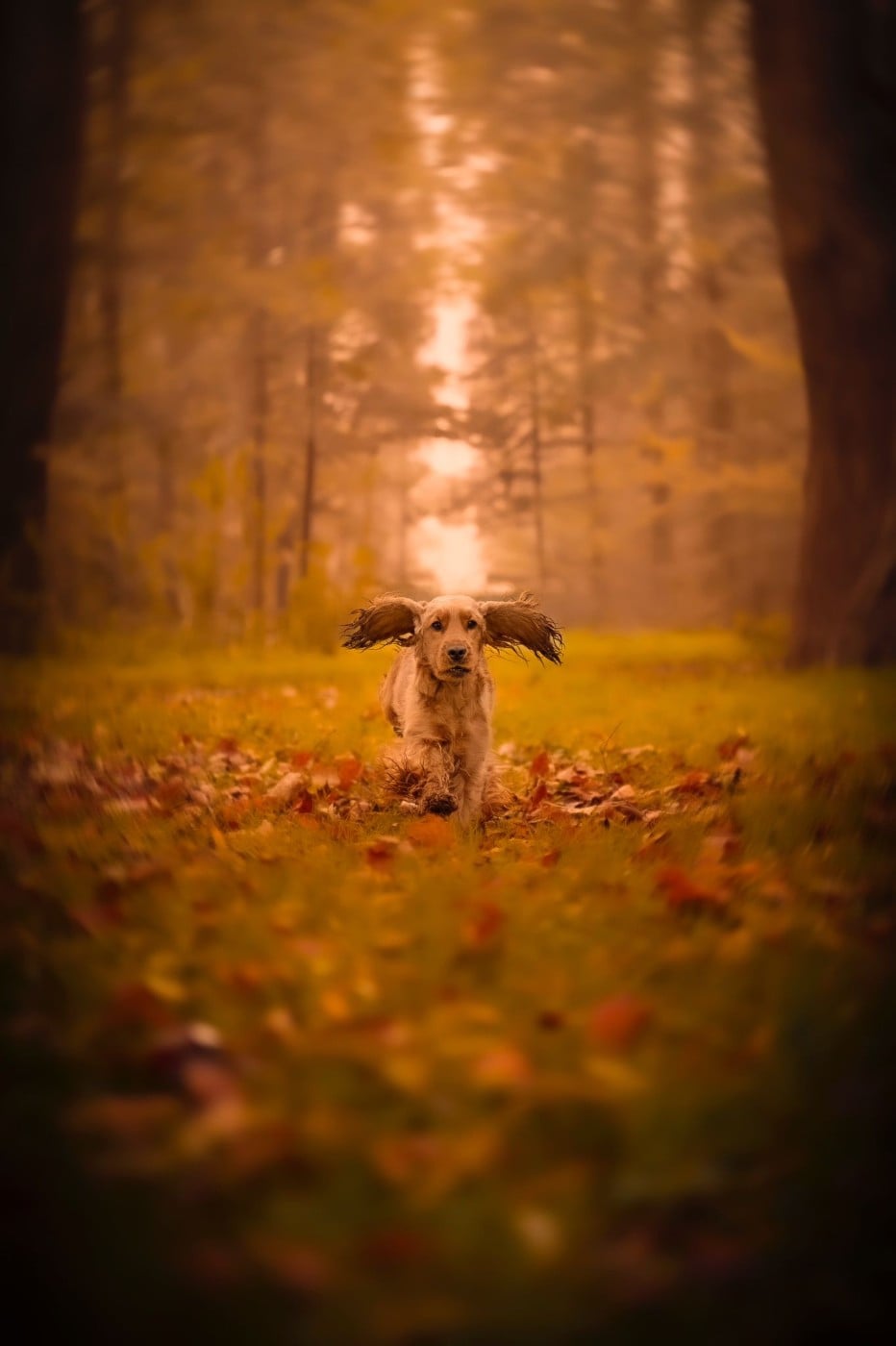 Vermeille Sublime Du Domaine Des Rêves Bleus