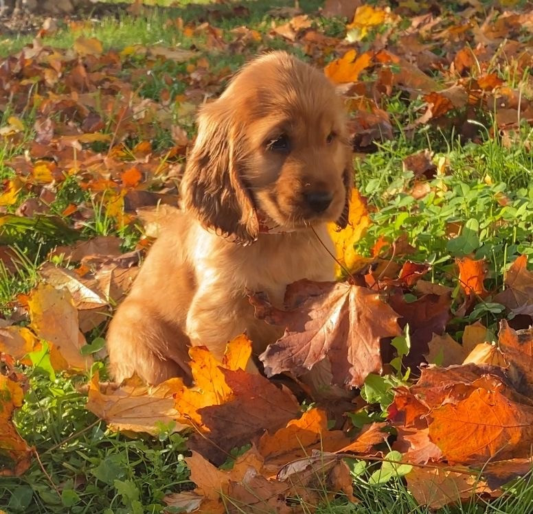 Vermeille Sublime Du Domaine Des Rêves Bleus