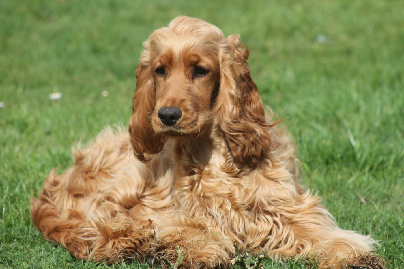 Vermeille Sublime Du Domaine Des Rêves Bleus