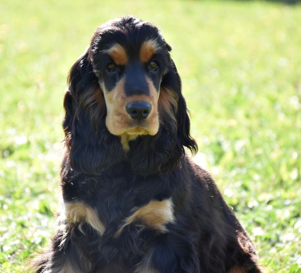 Aladin Du Domaine Des Rêves Bleus
