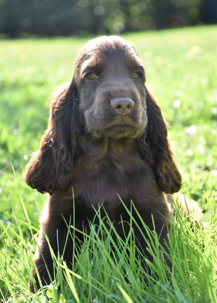 Andrew Du Domaine Des Rêves Bleus