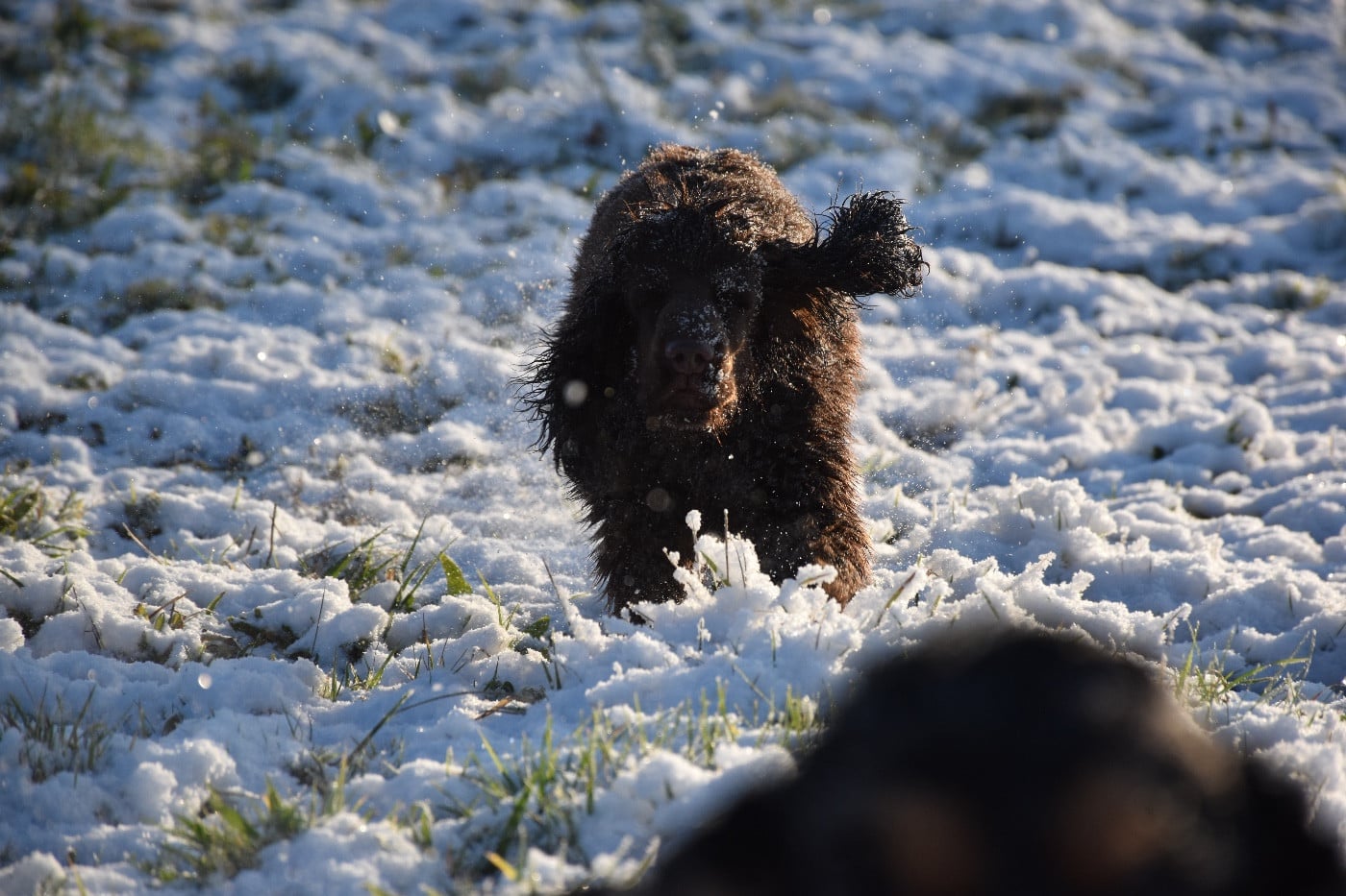 Andrew Du Domaine Des Rêves Bleus
