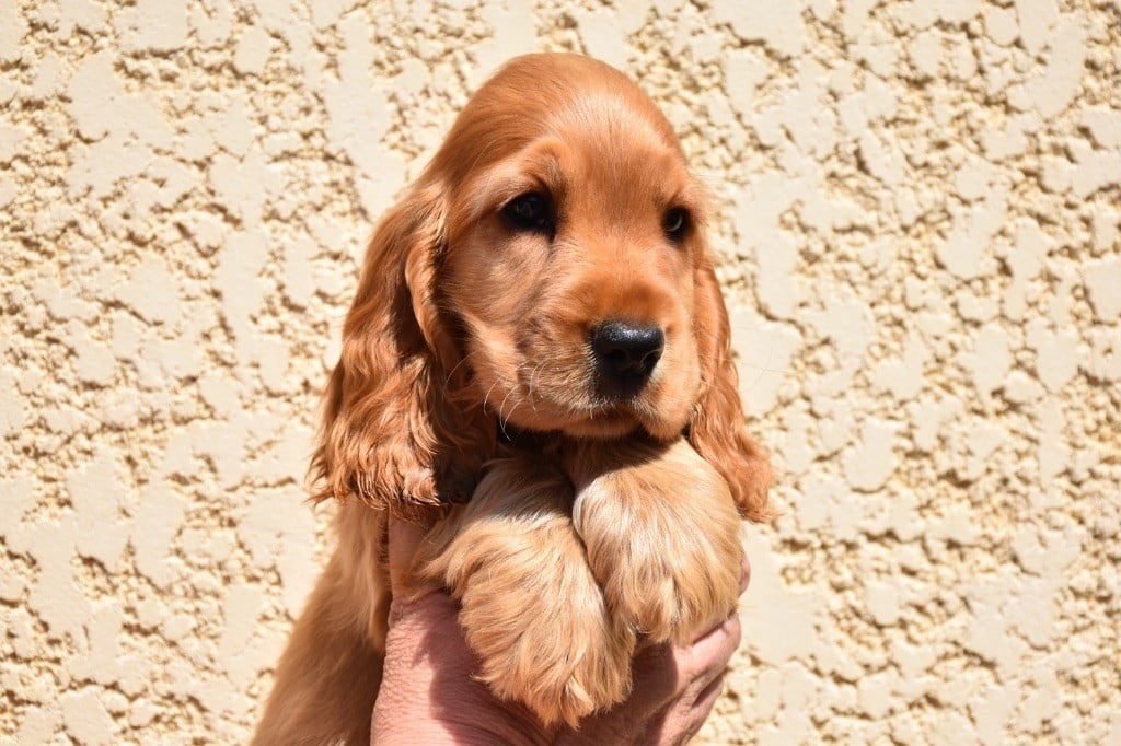 Ayrton d amour Du Domaine Des Rêves Bleus