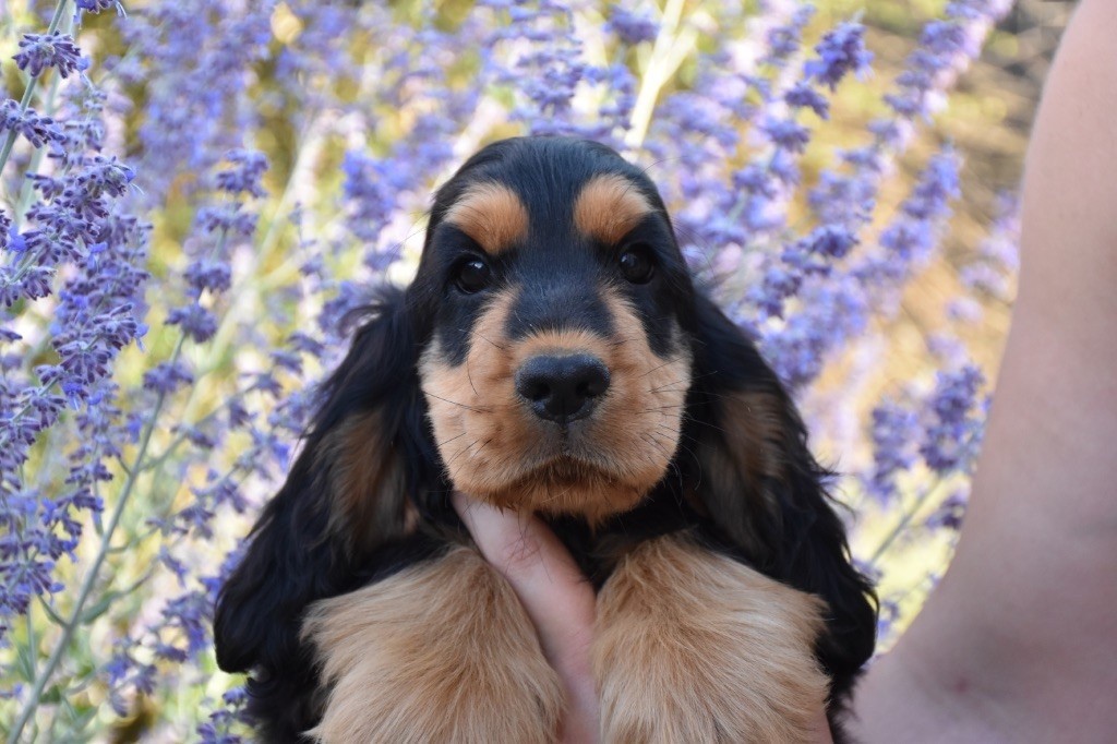 Aladin Du Domaine Des Rêves Bleus