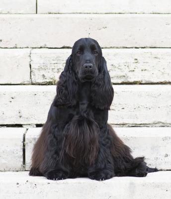 Publication : De La Rose Anglaise