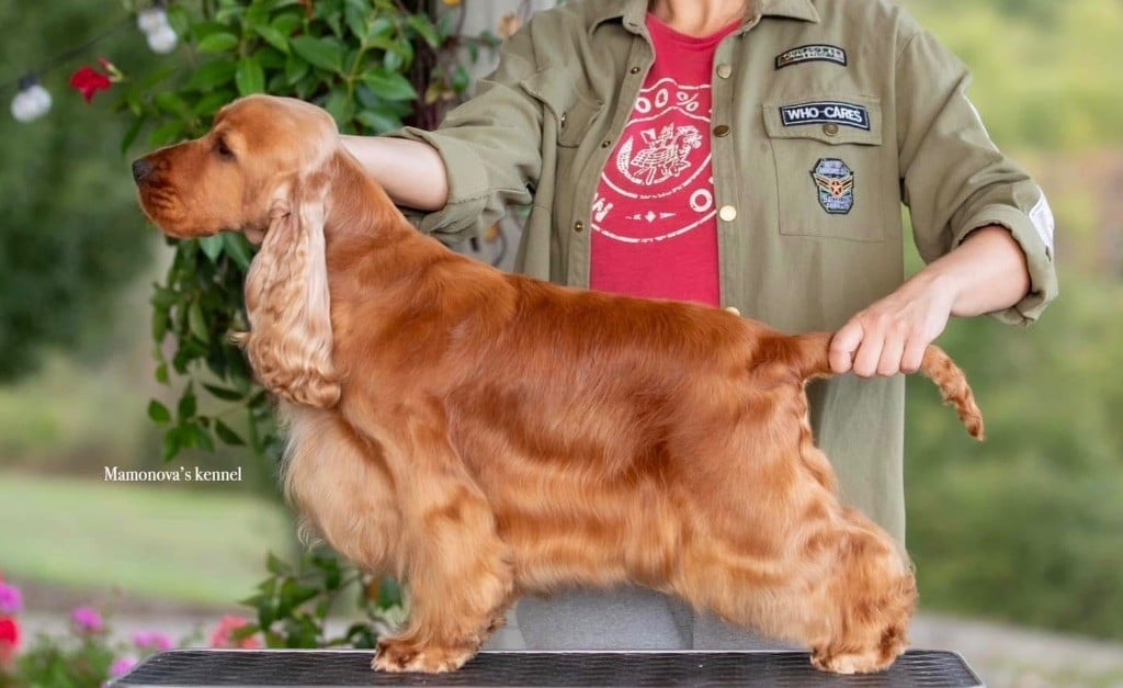 Publication : Du Domaine Des Rêves Bleus