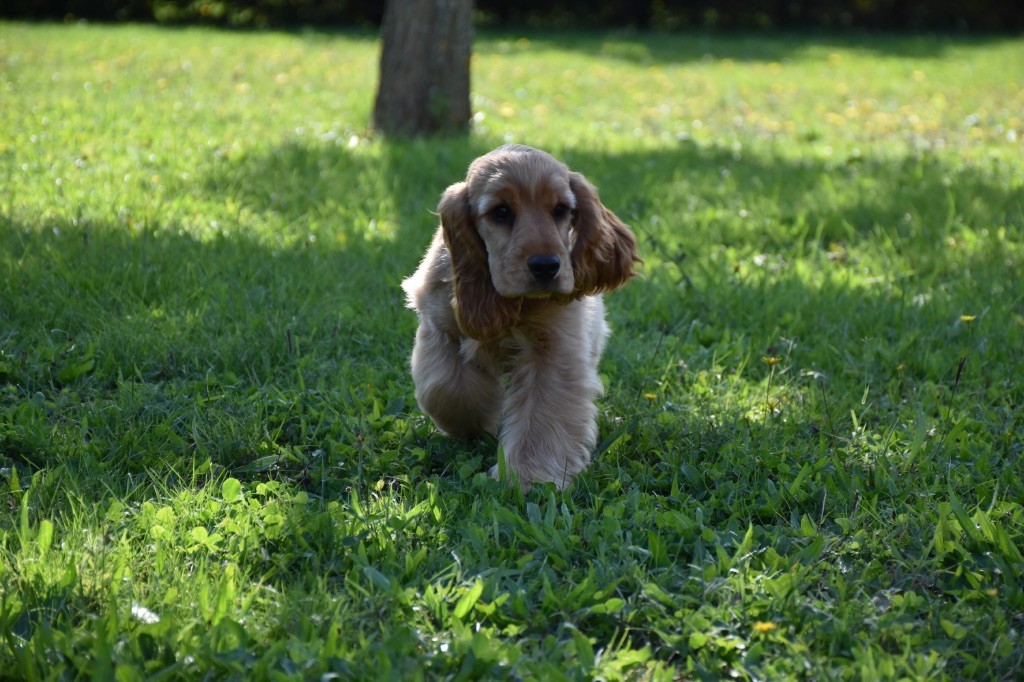 Ayrton d amour Du Domaine Des Rêves Bleus