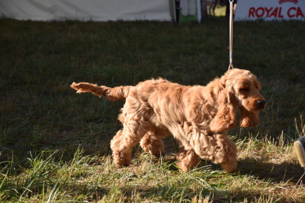 Sherlock Du Domaine Des Rêves Bleus - 1 très prometteur