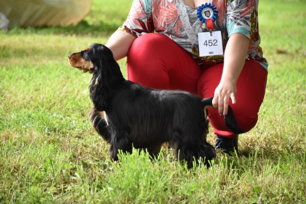 Tina turner Du Domaine Des Rêves Bleus - 2 Eme excellent