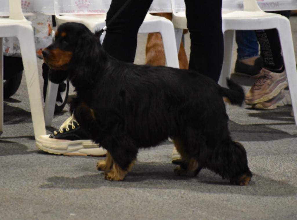 Talya Du Domaine Des Rêves Bleus - 2 -ème excellent