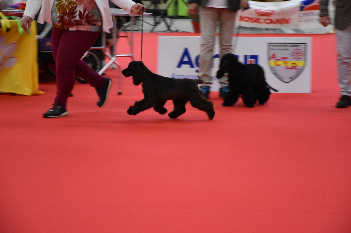 Andrew Du Domaine Des Rêves Bleus - très prometteur