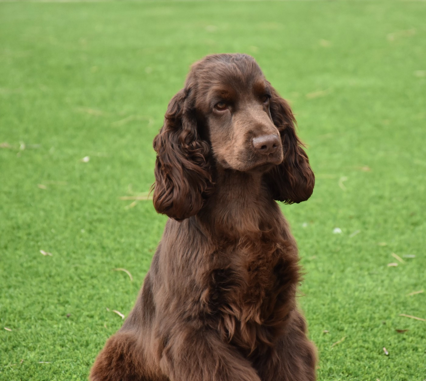Andrew Du Domaine Des Rêves Bleus - 1 très prometteur Meilleur Puppy