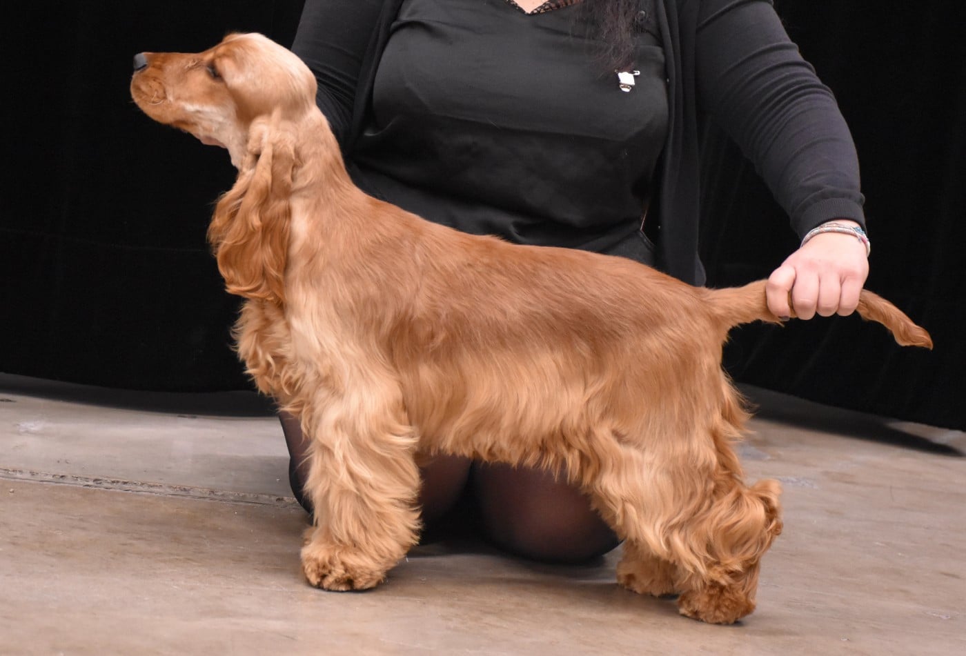 Ayrton d amour Du Domaine Des Rêves Bleus - 1 très prometteur