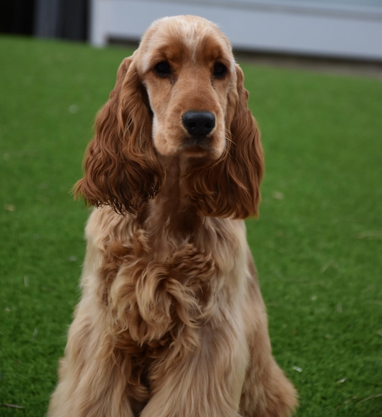 Ayrton d amour Du Domaine Des Rêves Bleus - 1 très prometteur