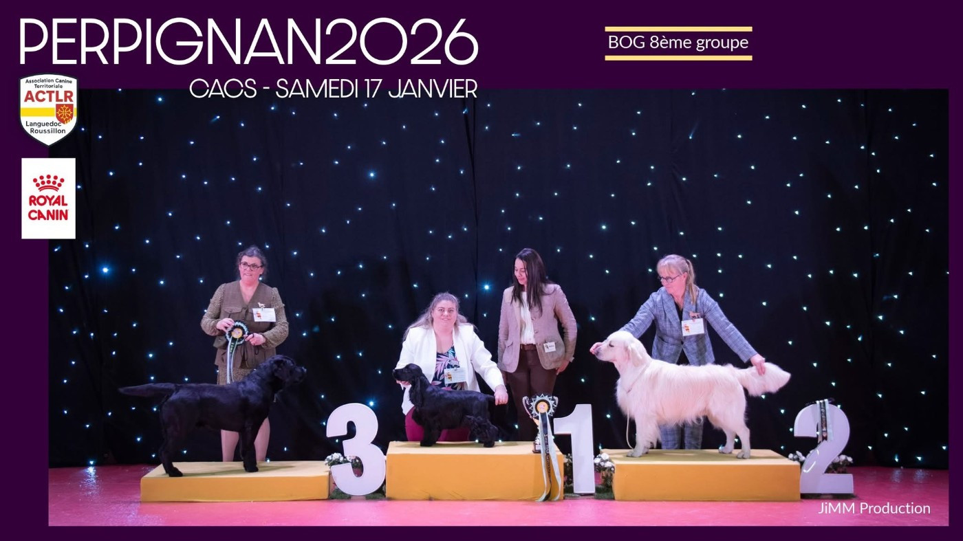 gerini's truelife Kendrick lamar - 1 excellent CACSJ MEILLEUR JEUNE MEILLEUR DE RACE BEST GROUPE 8 ADULTE