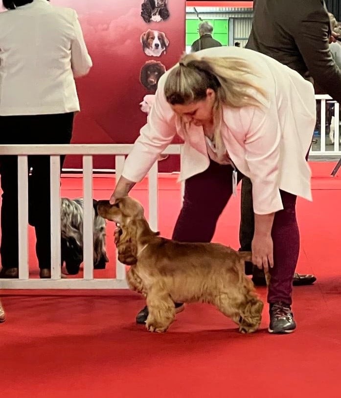 Ayrton d amour Du Domaine Des Rêves Bleus - 3 excellent