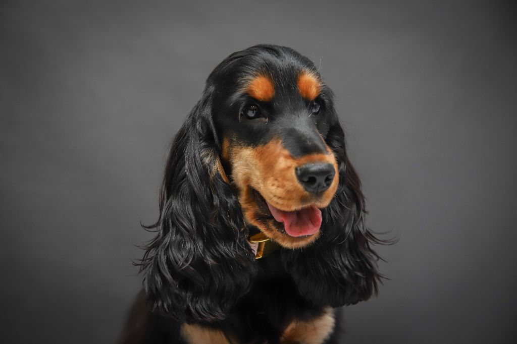 Tina turner Du Domaine Des Rêves Bleus - Très Prometteur