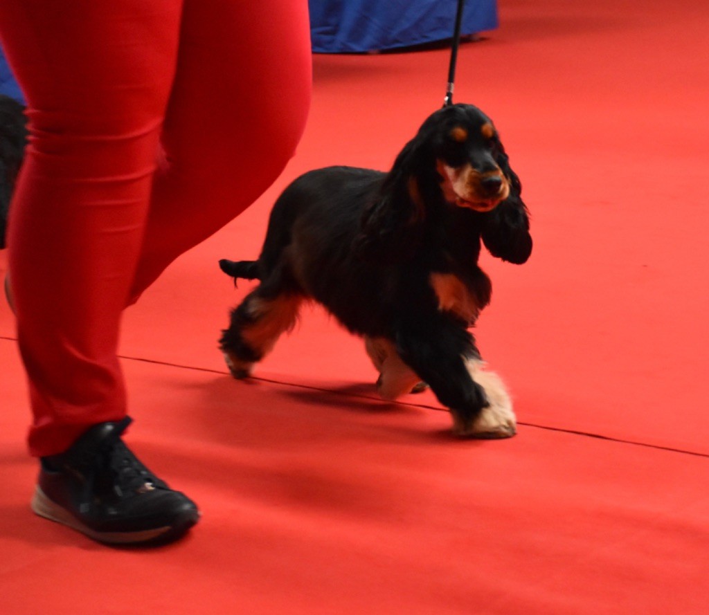 Tina turner Du Domaine Des Rêves Bleus - 1 très prometteur