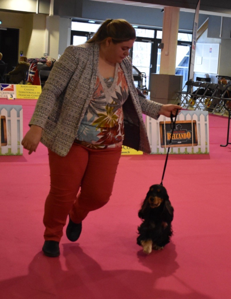 Tina turner Du Domaine Des Rêves Bleus - 1 excellent