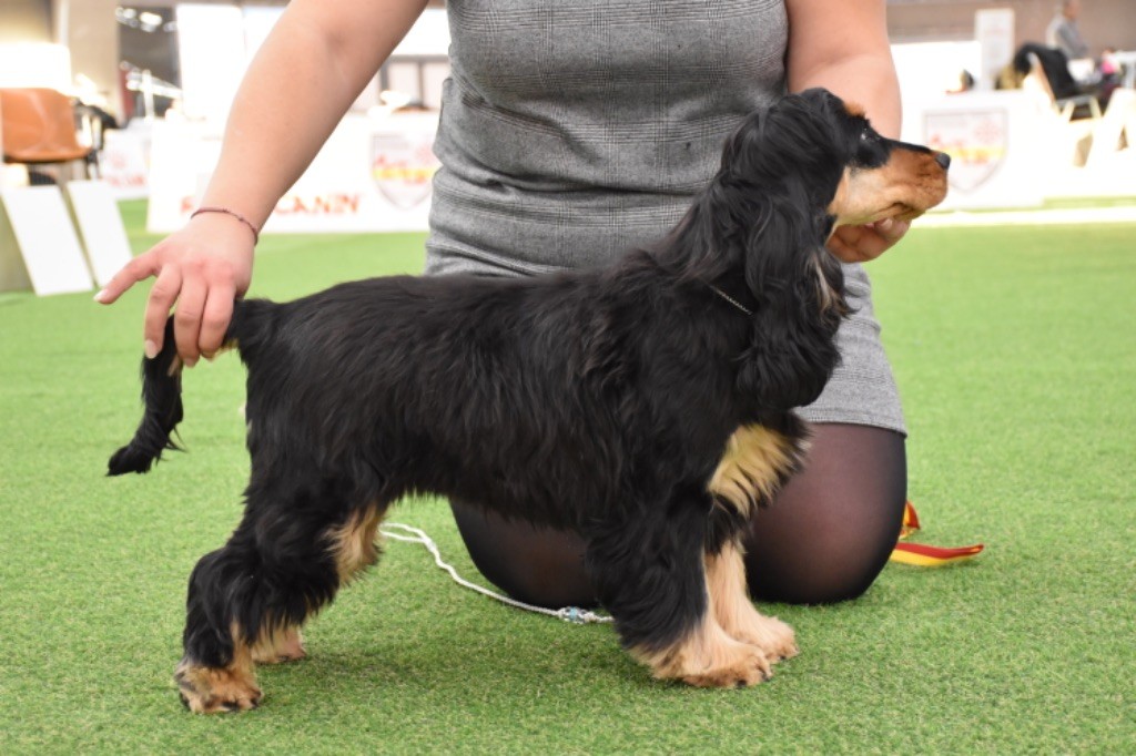 Tina turner Du Domaine Des Rêves Bleus - Très prometteur
