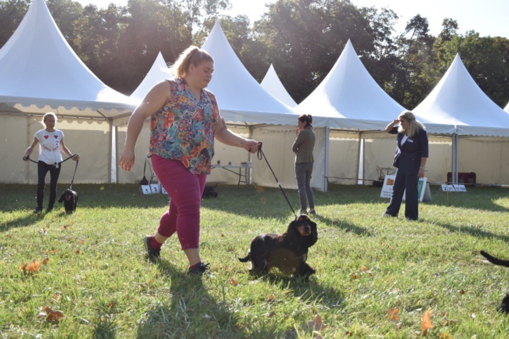 Tina turner Du Domaine Des Rêves Bleus - 4 Eme excellent