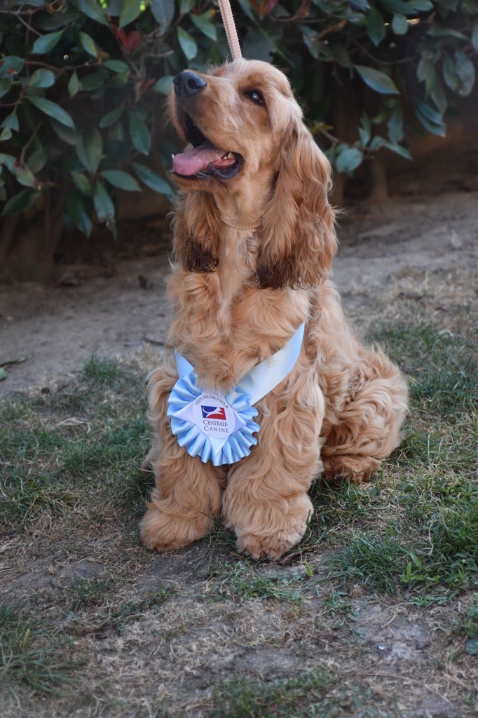 Sherlock Du Domaine Des Rêves Bleus - 1 très prometteur