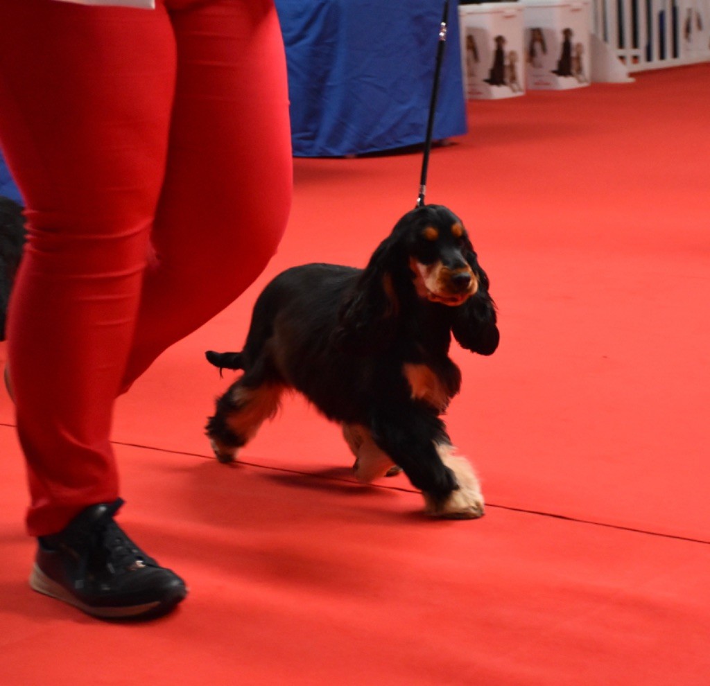 Tina turner Du Domaine Des Rêves Bleus - Très prometteur