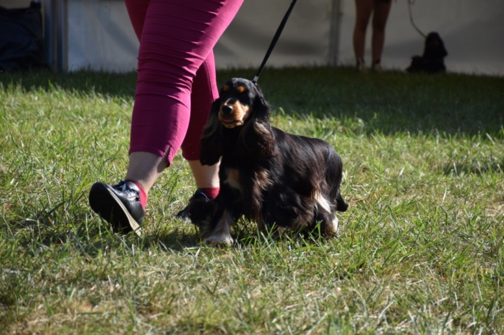 Tina turner Du Domaine Des Rêves Bleus - 3 Eme excellent