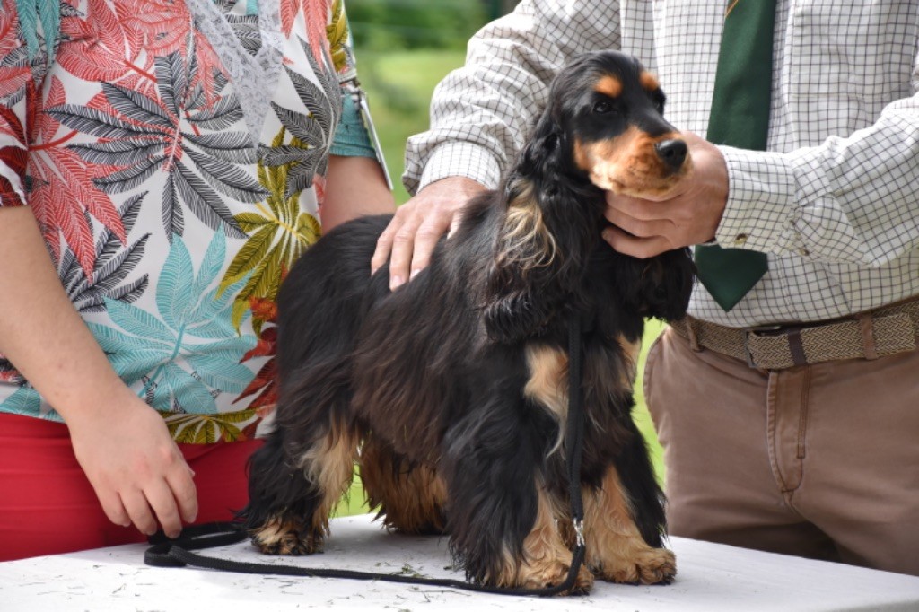 Tina turner Du Domaine Des Rêves Bleus - 1 excellent