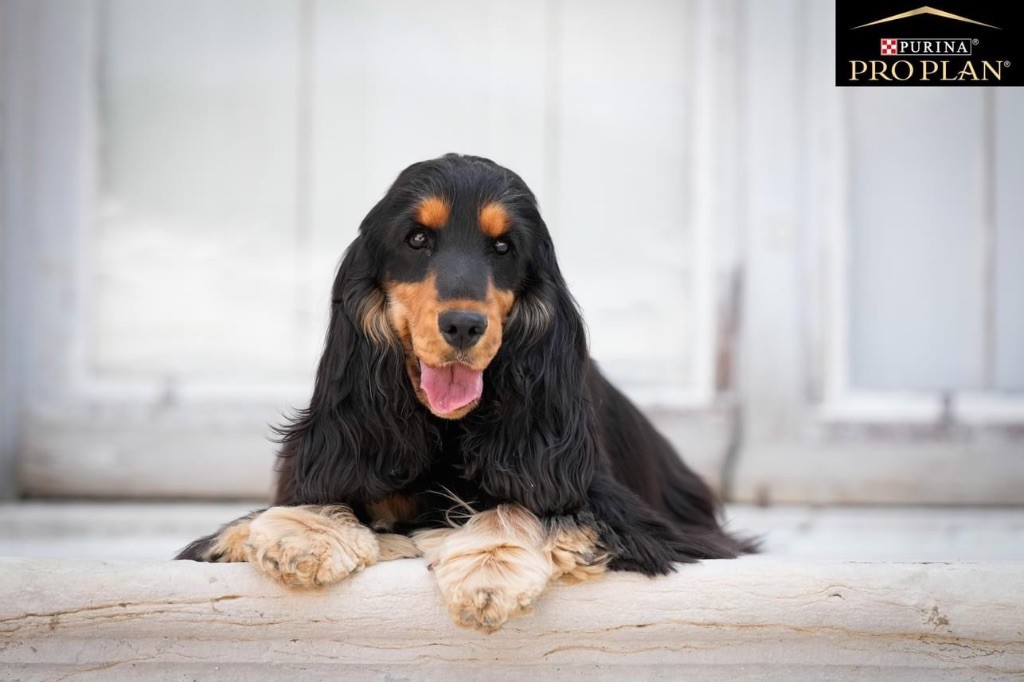 Tina turner Du Domaine Des Rêves Bleus - Excellent