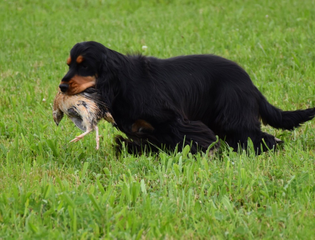 Tina turner Du Domaine Des Rêves Bleus - Tan validé