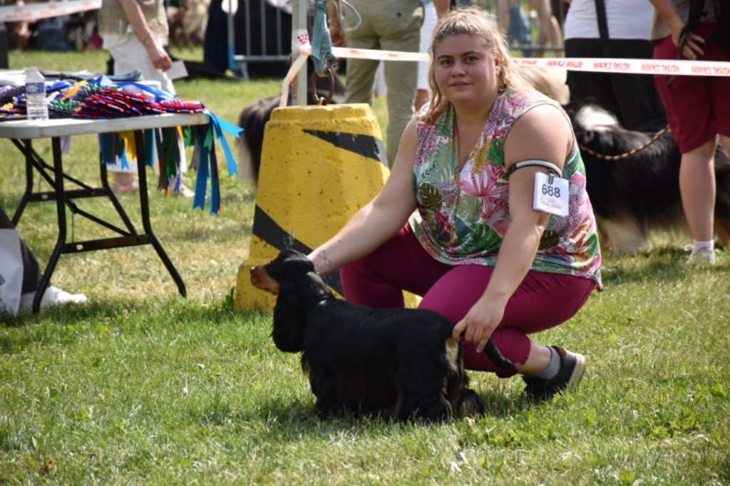 Tina turner Du Domaine Des Rêves Bleus - 1 excellent