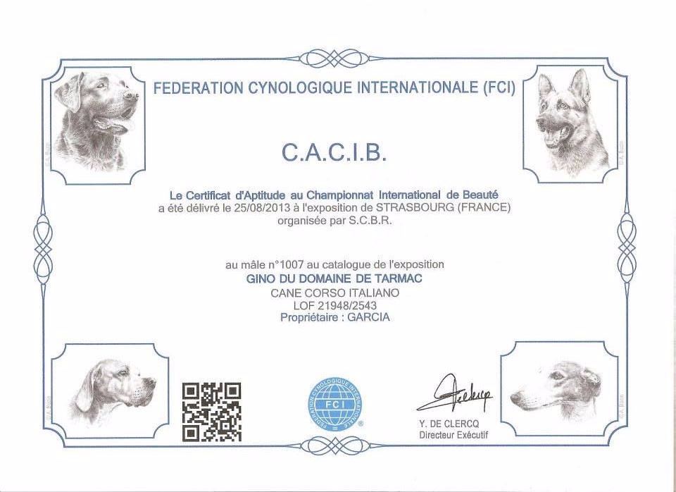 Gino du domaine de Tarmac - 1er Excellent Classe ouverte CACS CACIB MEILLEUR DE RACE