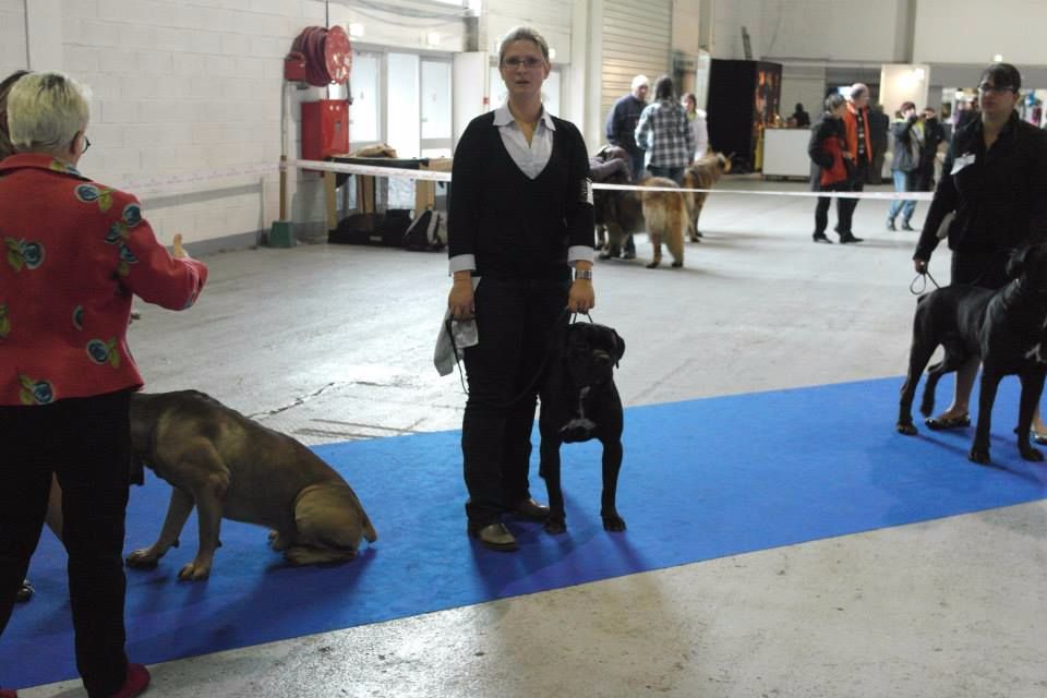 Gino du domaine de Tarmac - 3ème excellent classe ouverte