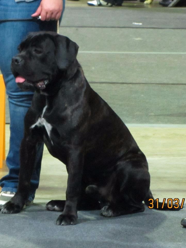 Gino du domaine de Tarmac - Très bon non classé