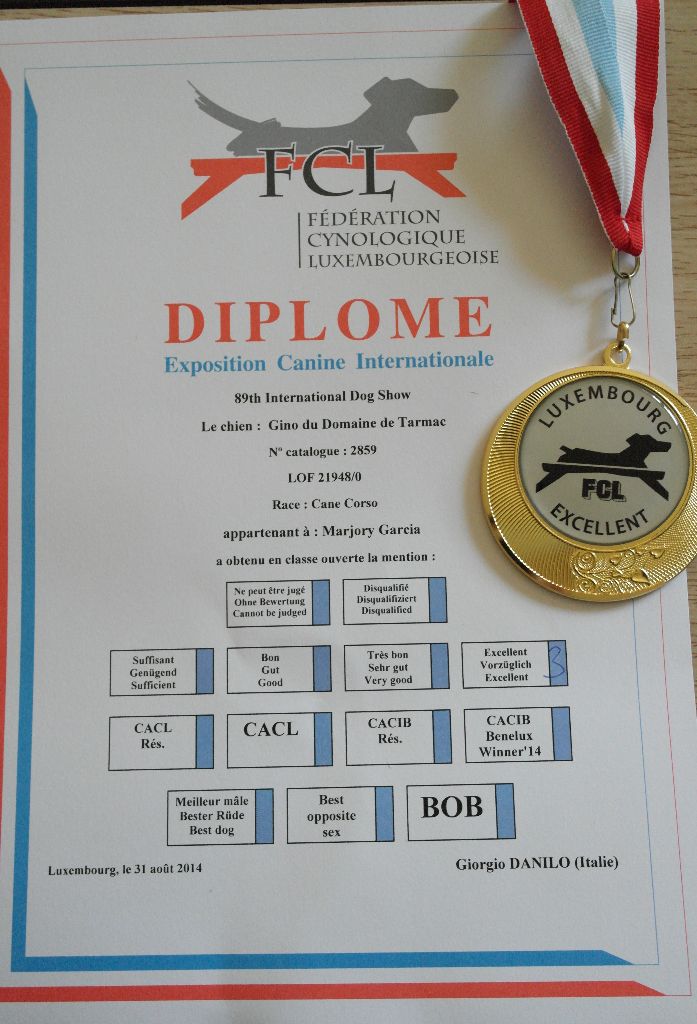 Gino du domaine de Tarmac - 3ème excellent classe ouverte